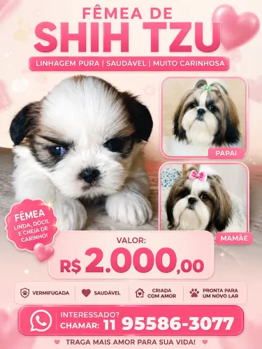 Filhote de SHIH TZU
