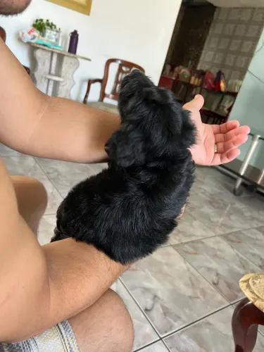 Vendo cachorrinho filhote raça Vendo esse lindo Filhote Cocker spaniel com Poodle m