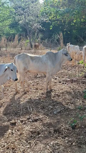 Vendo garrotinho Nelore