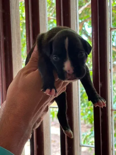 FILHOTES DE BOXER À VENDA