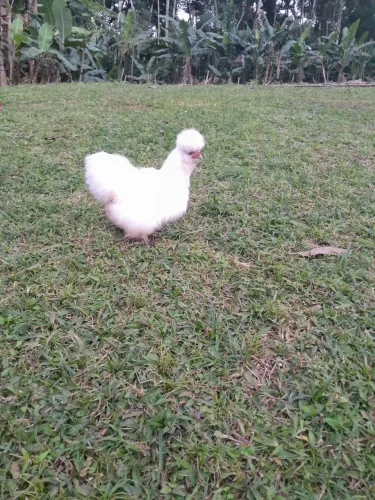 Vende-se ovos de sedosa 