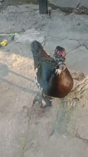 Patarrão de 3 kilos 