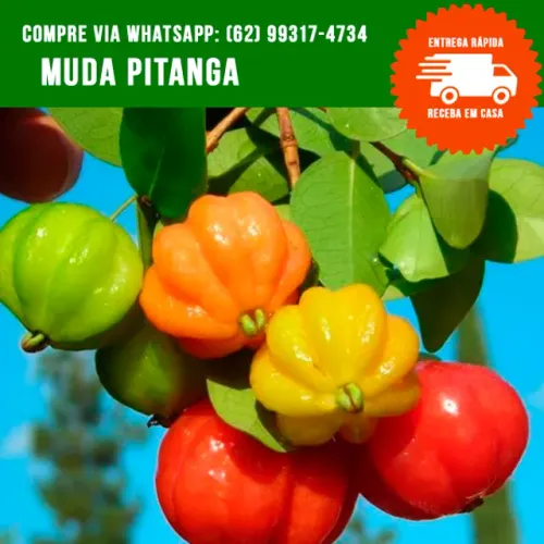 Mudas de Pitanga