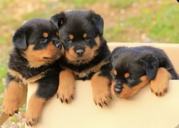Rotweiller macho grandão