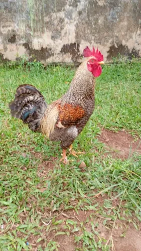 Vendo esse lindo galo novo apenas 80 reais 