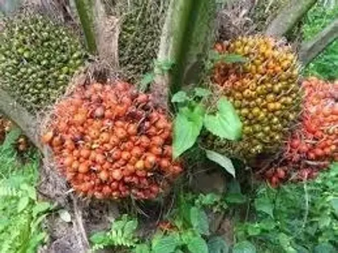 275 hectares com 40 hectares de dendê em produção R$2.000.000,00 milhões