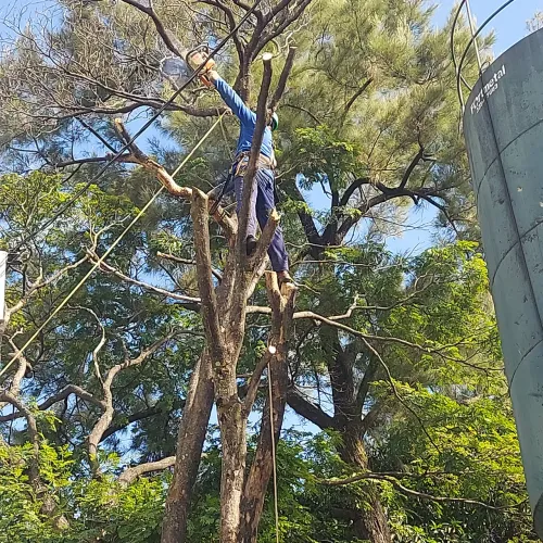Corte, poda de arvores e jardinagem