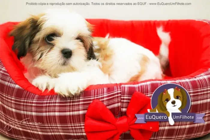 Lhasa Apso - Filhotes Adoráveis com Pedigree e Carinho de sobra! 