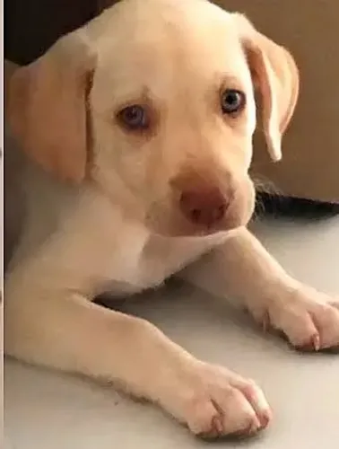Labrador Pedigree - Entrega Garantida
