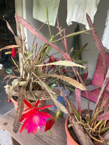Vaso de Cacto Orquídea vermelho (Epiphyllum)