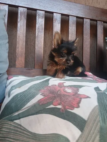 Yorkshire fêmia já disponível..