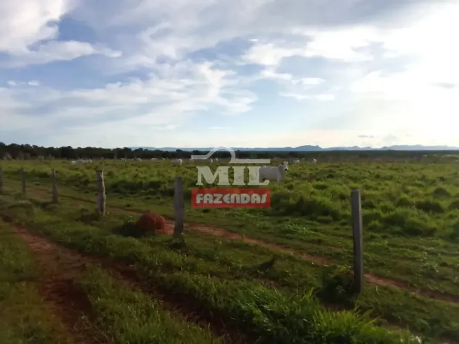 Fazenda 615 alqueires (2.976 hectares) Taguatinga - To