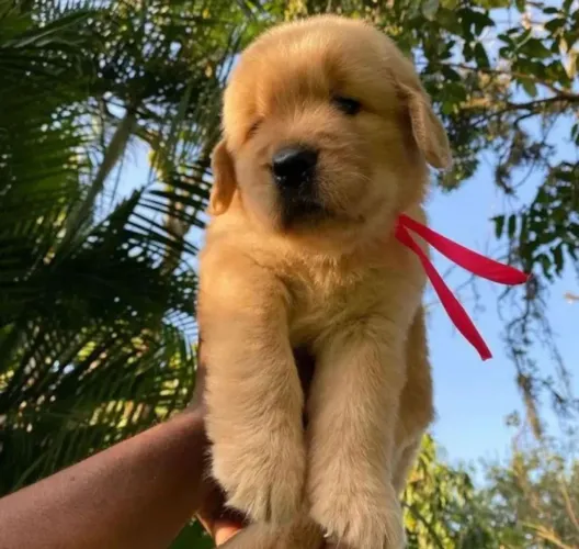 GOLDEN RETRIVE