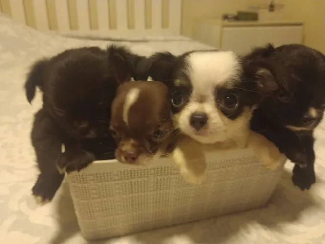 Chihuahua 