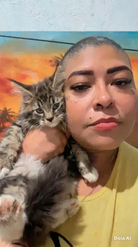 Maine coon macho com 2 meses, pais enormes sou de Ferraz zl