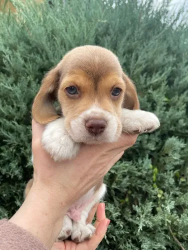 beagle filhotes disponiveis