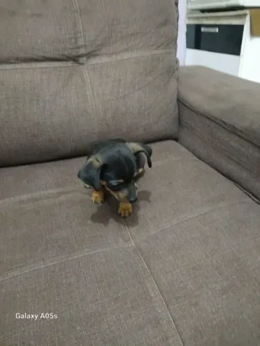Filhote de pinscher 
