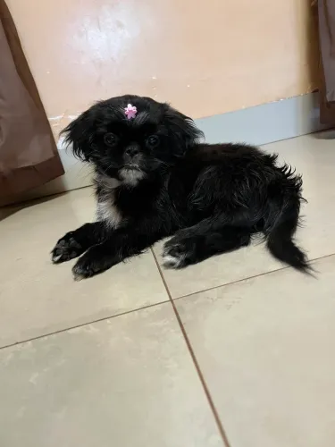 Vende -se filhotes de shiatsu