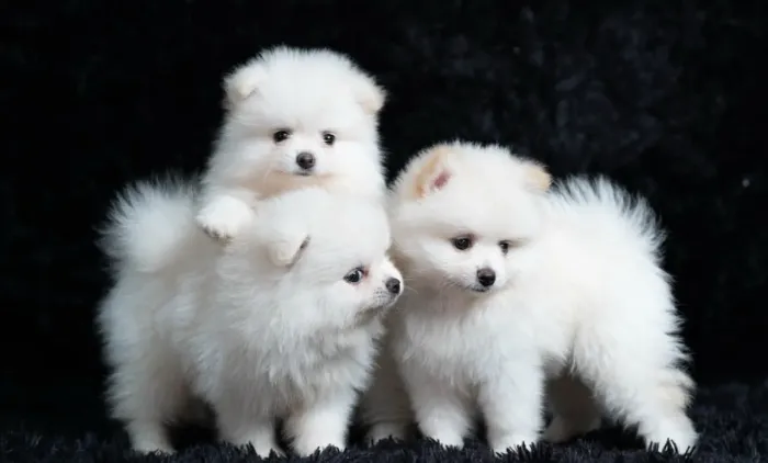 Lulu da Pomerania branco parcelamos até 21 vezes sem juros