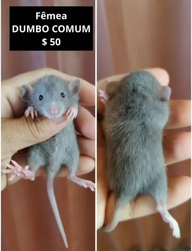 Rato Twister DUMBO E STANDART ( excelente qualidade, padrão comum)