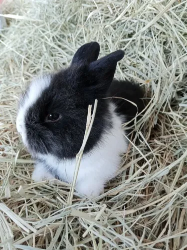 Mini Lion head