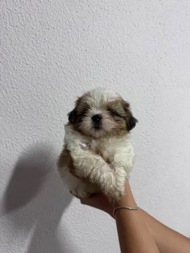 FILHOTE DE SHIH TZU (MACHO)100% PURO À VENDA!