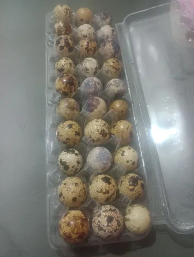 Ovos de codorna gigante galados