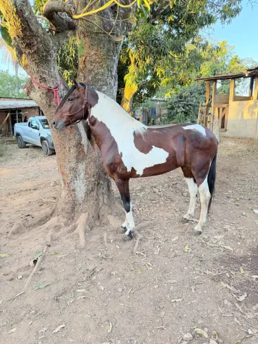 Cavalo mangalarga marchador
