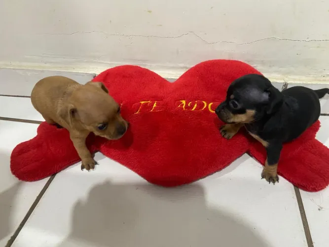 Vende-se filhotes de pinscher disponível só a de cor marrom