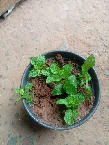 Hortelã 10 e 20 Reais 