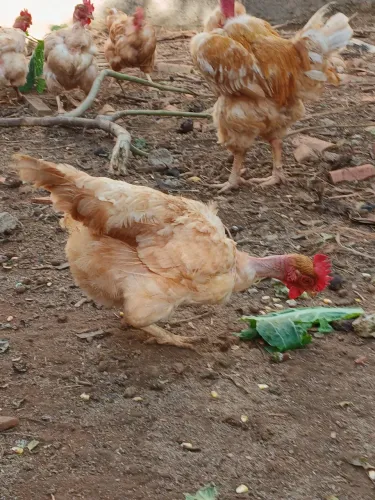 Galinha