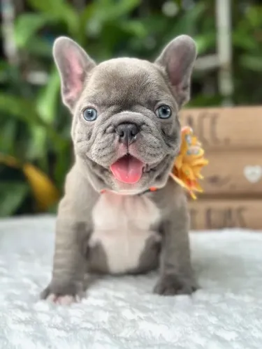 Bulldogue Francês - Um Cachorrinho que Se Destaca Sem Esforço