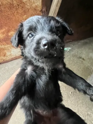 Doação de Cachorros 