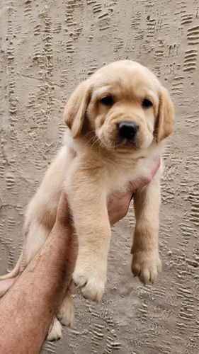 Labrador Retriever | Um Companheiro Cheio de Alegria Espera por Você