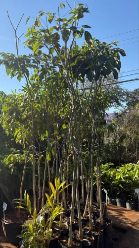 Muda de Ipê Branco 3m