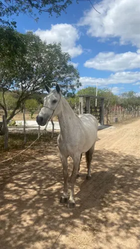 Égua mangalarga luxo de picado à venda