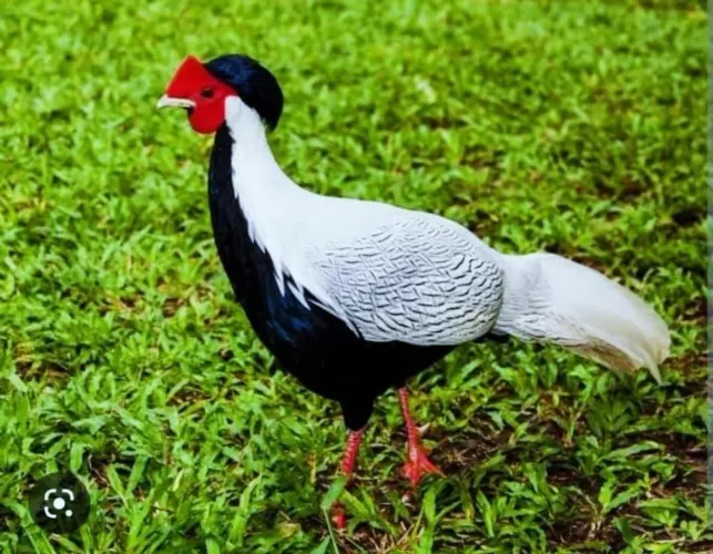 Galinha pra embelezar sua chácara 