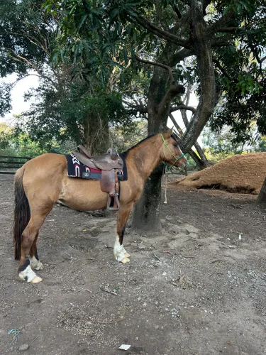 Égua baia