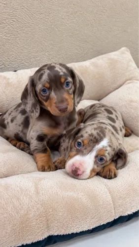 Dachshund kaninchen perfeitos