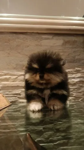 Lulu da Pomerânia fêmea 