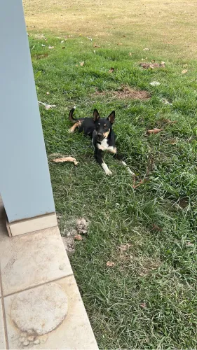 Doa-se cachorrinha