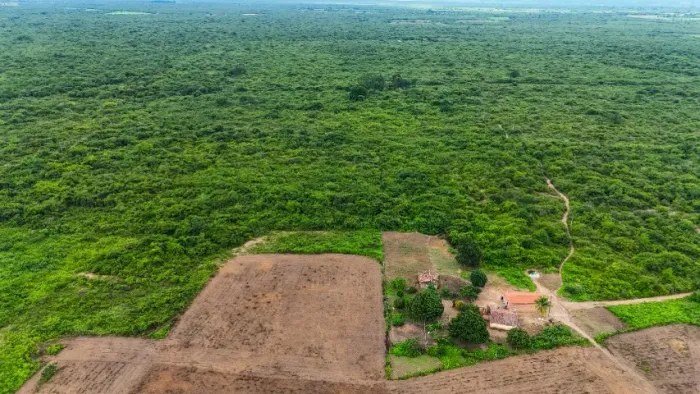 Terras para criação de gado e plantação