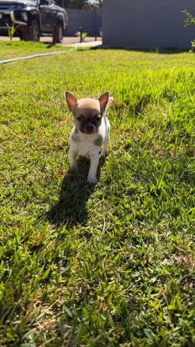 Chihuauha micro machos e fêmea