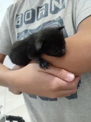 Doação de gatinhos