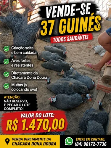Guiner vender rapido
