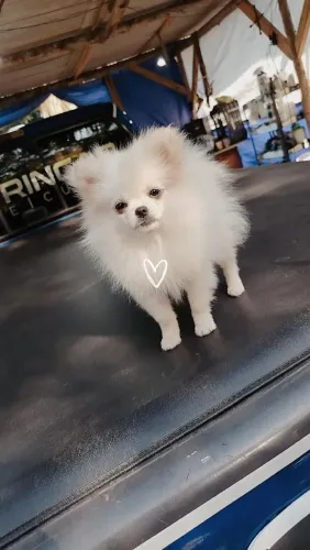 Lulu da Pomerânia fêmea anã branca