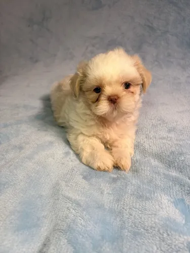 Lindo macho de shih tzu