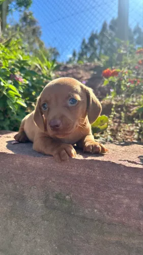 Linguicinha Caramelo lindo