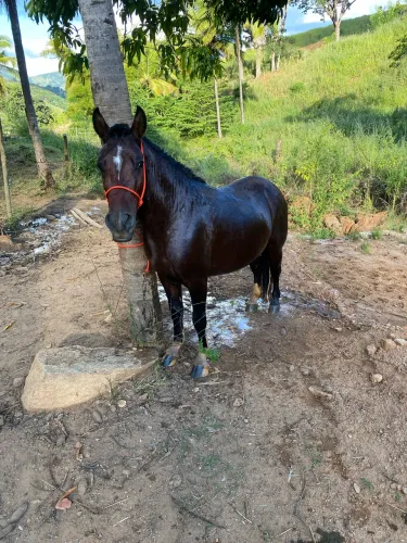 Piquira inteiro