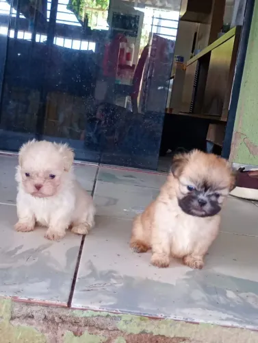 Vendo filhote de cachorro shih tzu marcho e fêmea